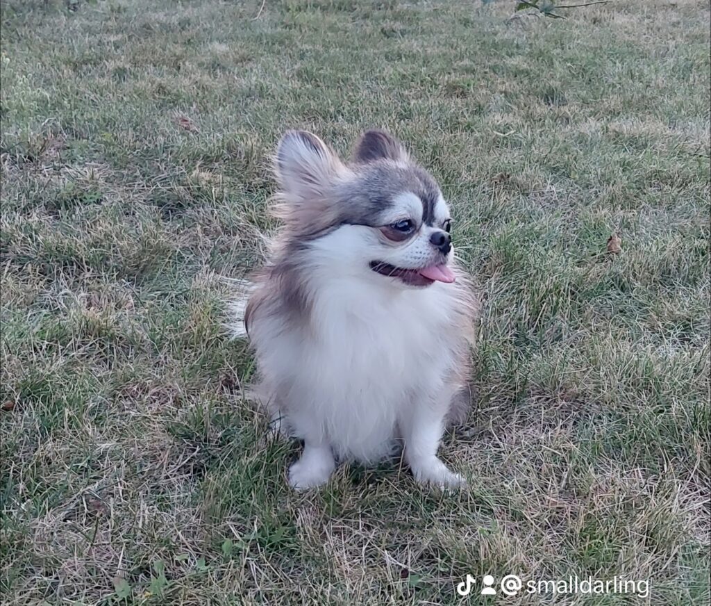 Fluffy small dog sitting on grass field