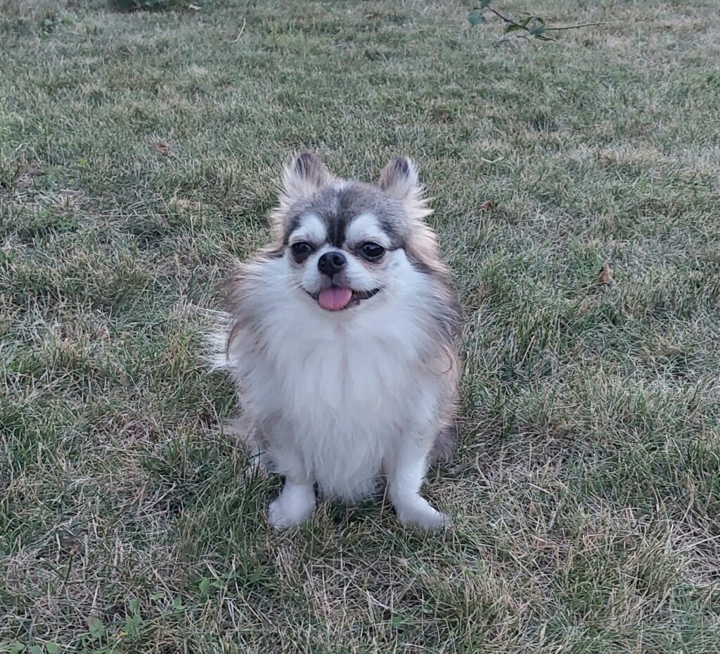 Kleiner Hund sitzt auf dem Gras, sonniger Tag.