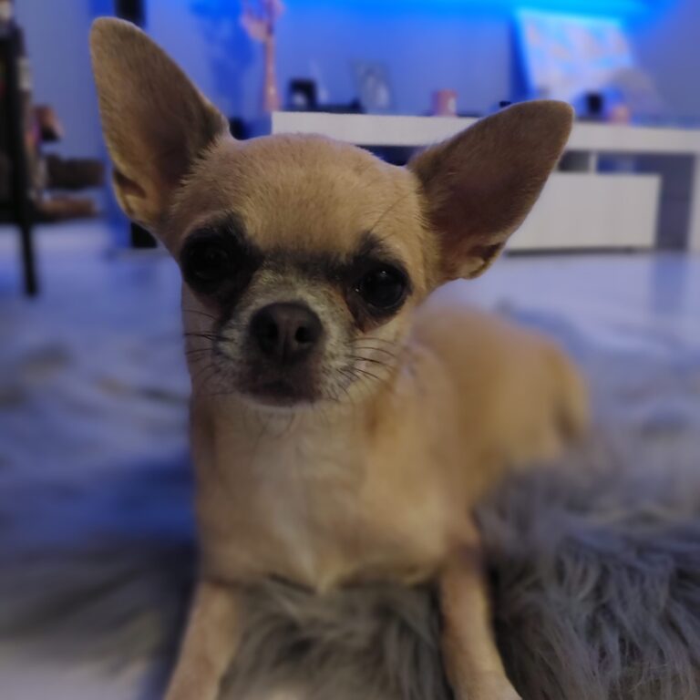 Chihuahua laying on soft grey blanket indoors.