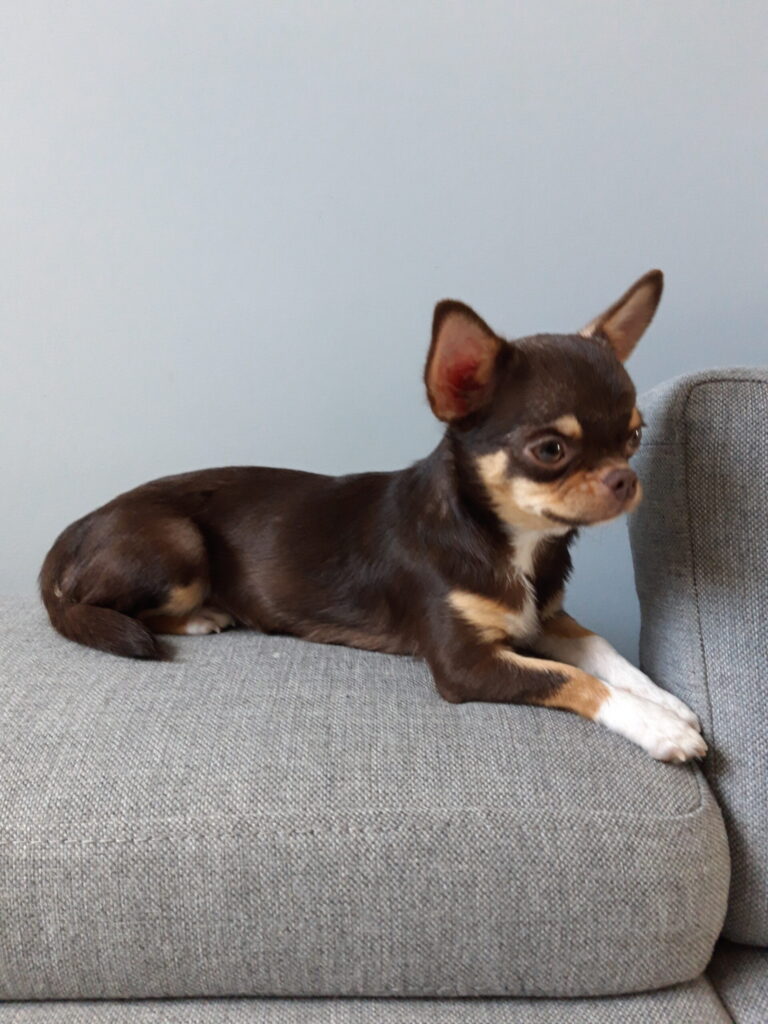 Čivava ležiaca na gauči