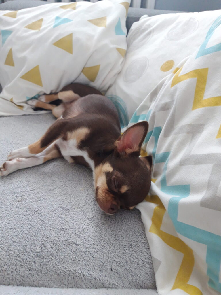 Spiaci pes na gauči s vankúšmi