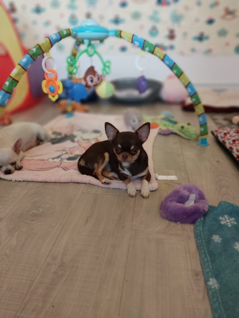 Hračky a psy v detskom kútiku.