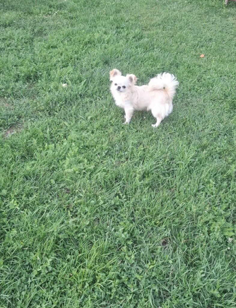 Weißer Hund auf grünem Gras stehend.