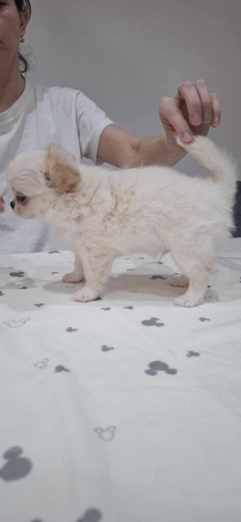 Weißer Welpe wird von einer Person gehalten.