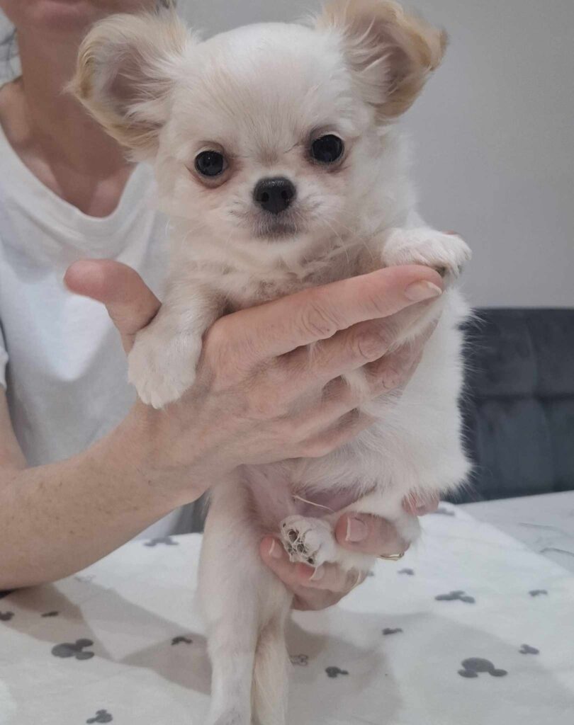 Kleiner weißer Chihuahua-Welpe auf Händen gehalten