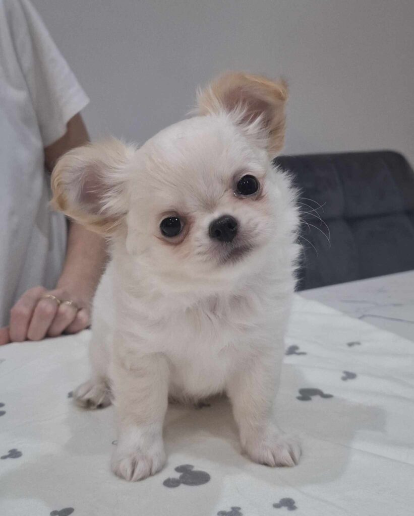 Weißer Chihuahua-Welpe sitzt auf Tischdecke.