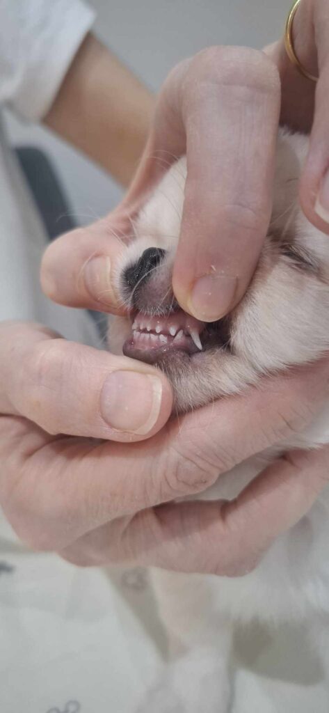 Kleiner Hund zeigt seine Zähne bei Untersuchung.