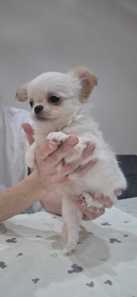 Süßer Welpe wird in Händen gehalten.