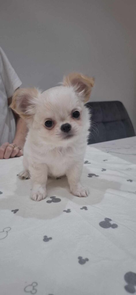 Niedlicher Chihuahua-Welpe auf einer Decke.