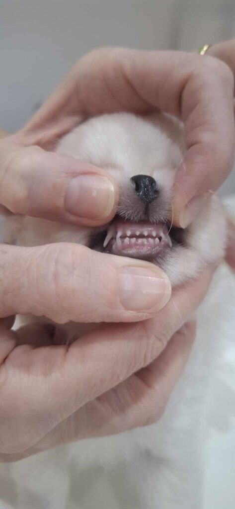 Welpe zeigt scharfe Zähne bei Untersuchung