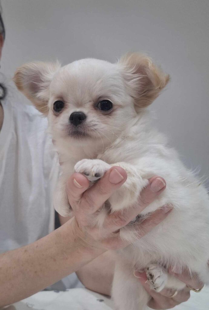 Kleiner weißer Hund wird in der Hand gehalten.