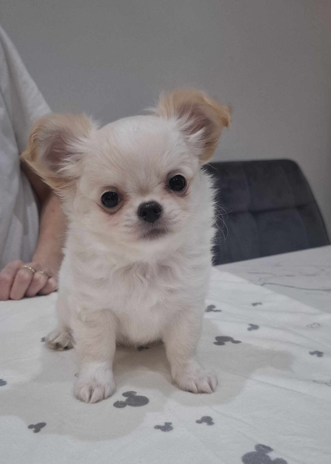 Malý biely psík sedí na stole.