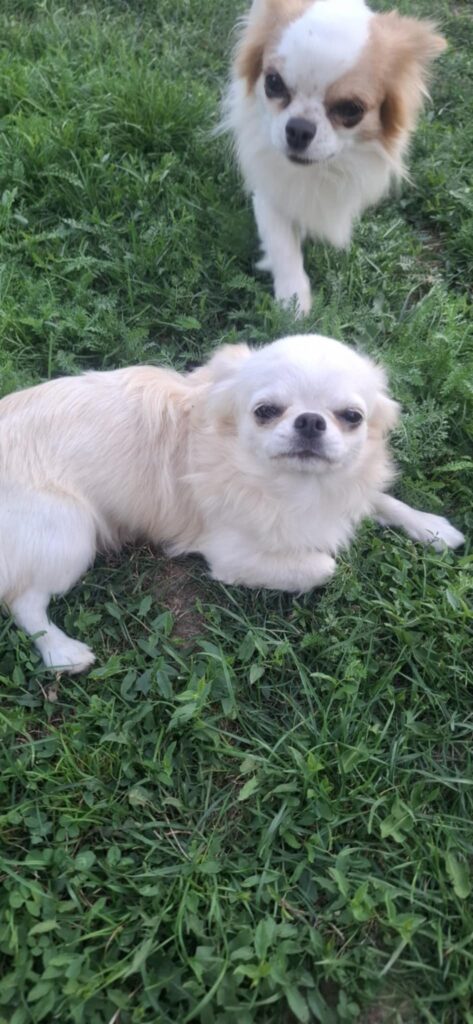 Zwei kleine Hunde auf grünem Rasen liegend.