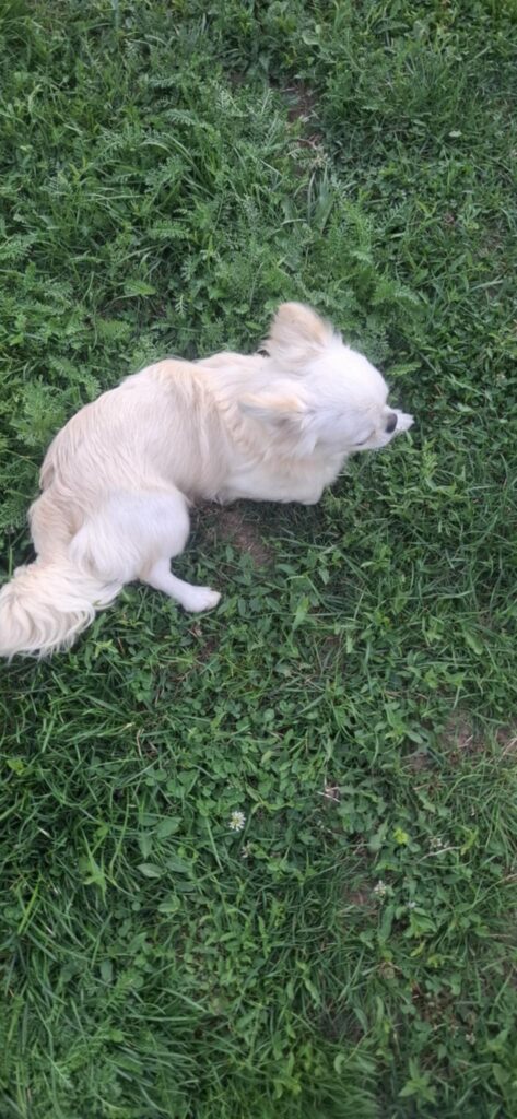 Weißer Hund sitzt auf grünem Gras.