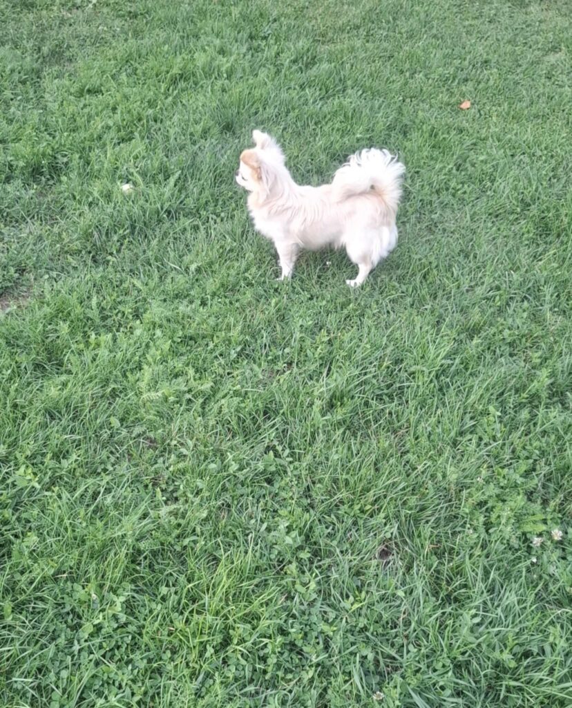 Kleiner Hund auf grünem Rasen stehend