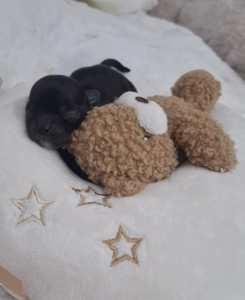 Puppy sleeping on teddy bear pillow.
