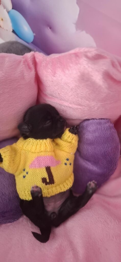 Schwarzer Welpe in gelbem Pullover schläft auf Kissen.