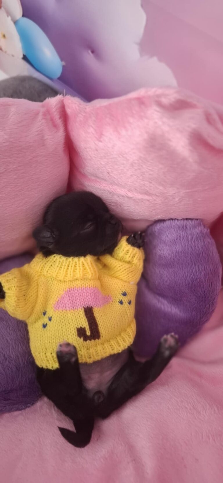 Roztomilé šteňa v žltom svetríku na deke.