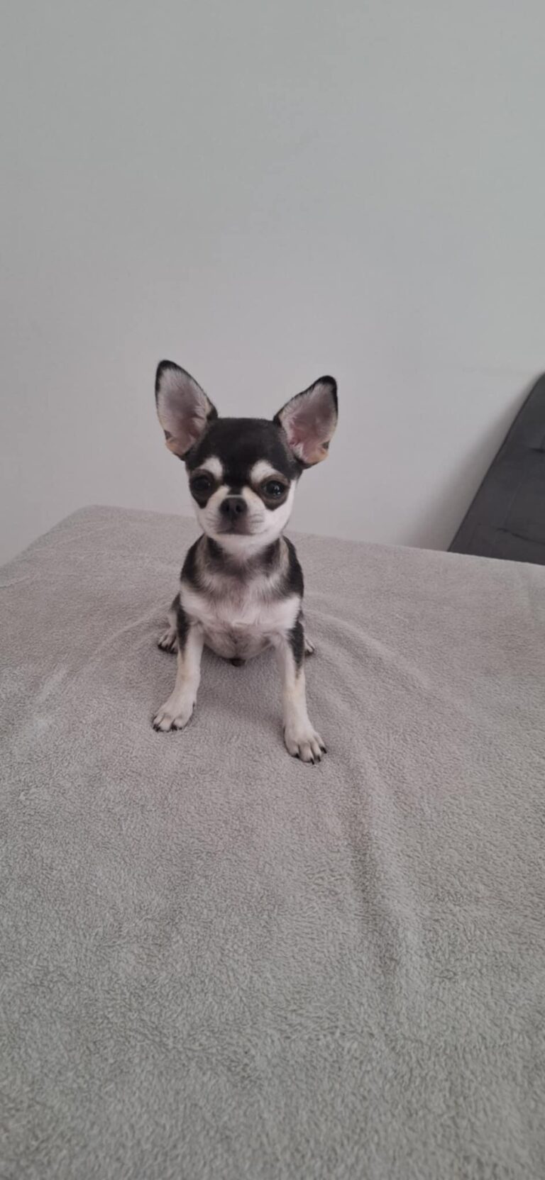 Roztomilé čivava šteniatko sedí na deke.