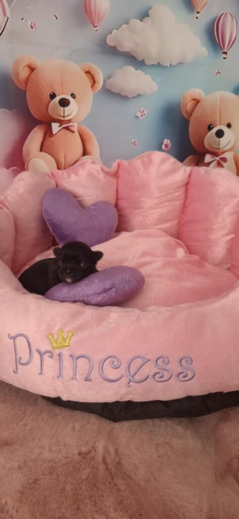 Dog in pink bed with teddy bears background.