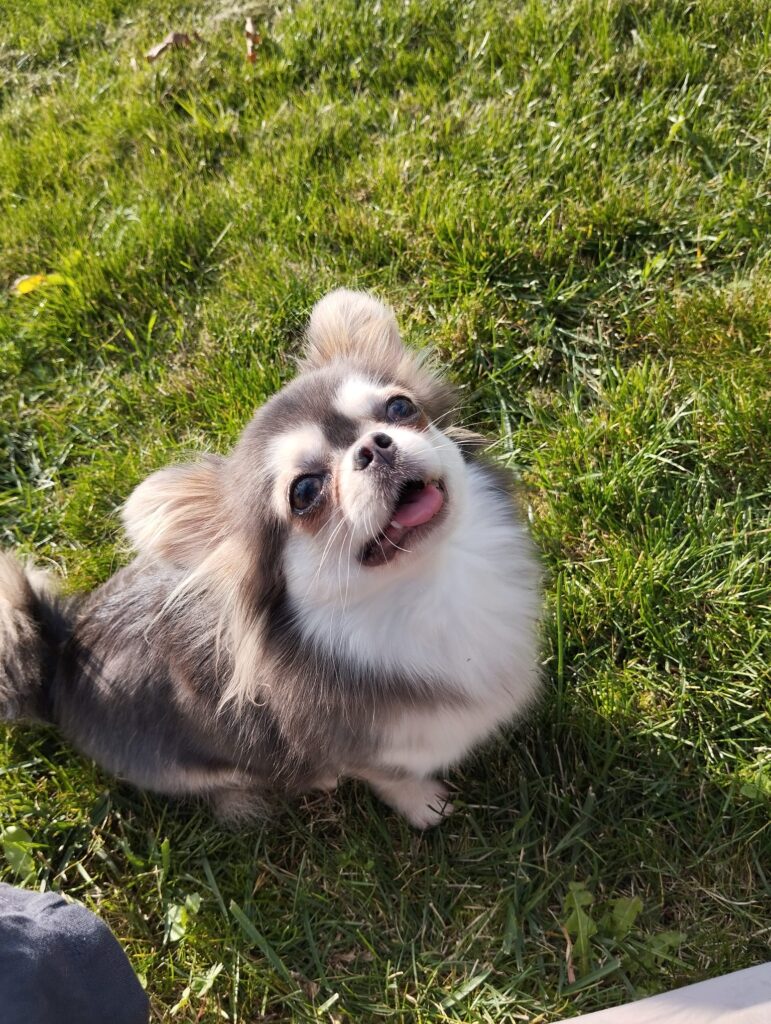 Small dog on grass, looking up, outdoors.