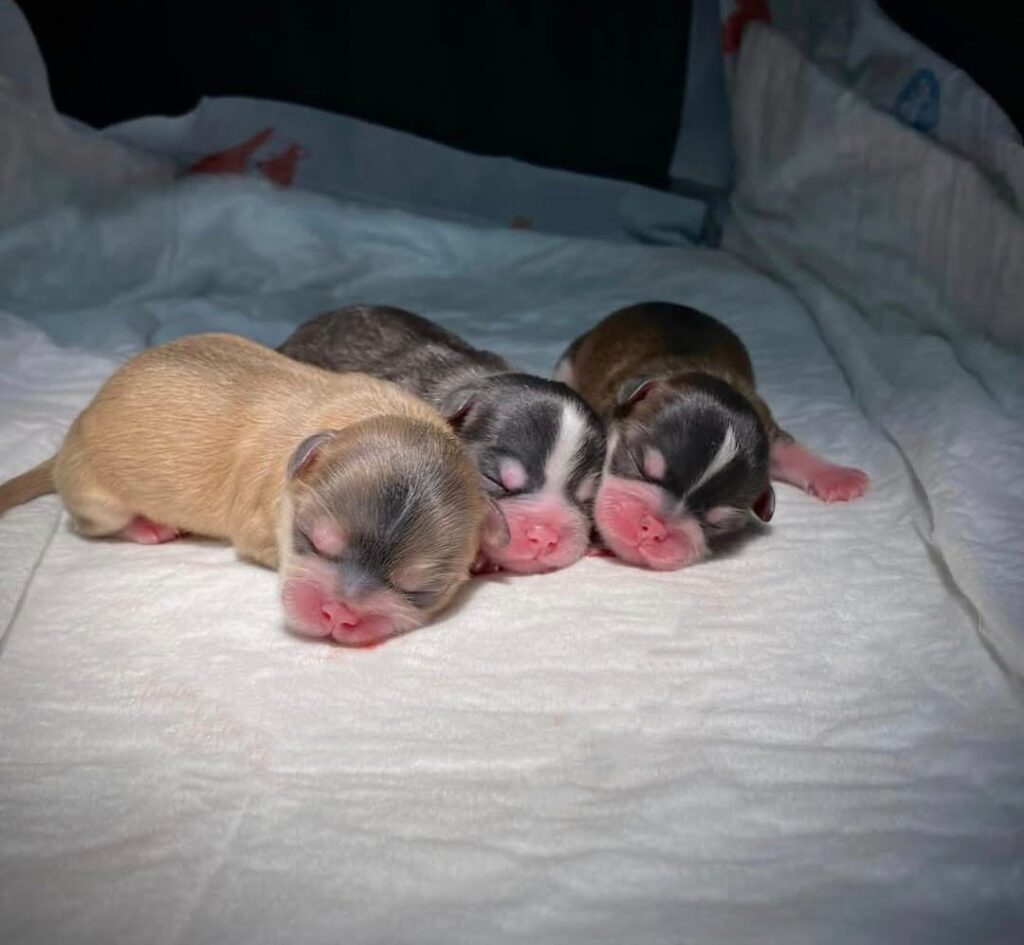 Four newborn puppies sleeping on white blanket.