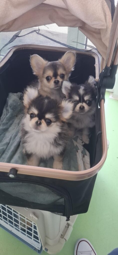 Drei Chihuahua-Welpen in einem Hundetransportkorb.