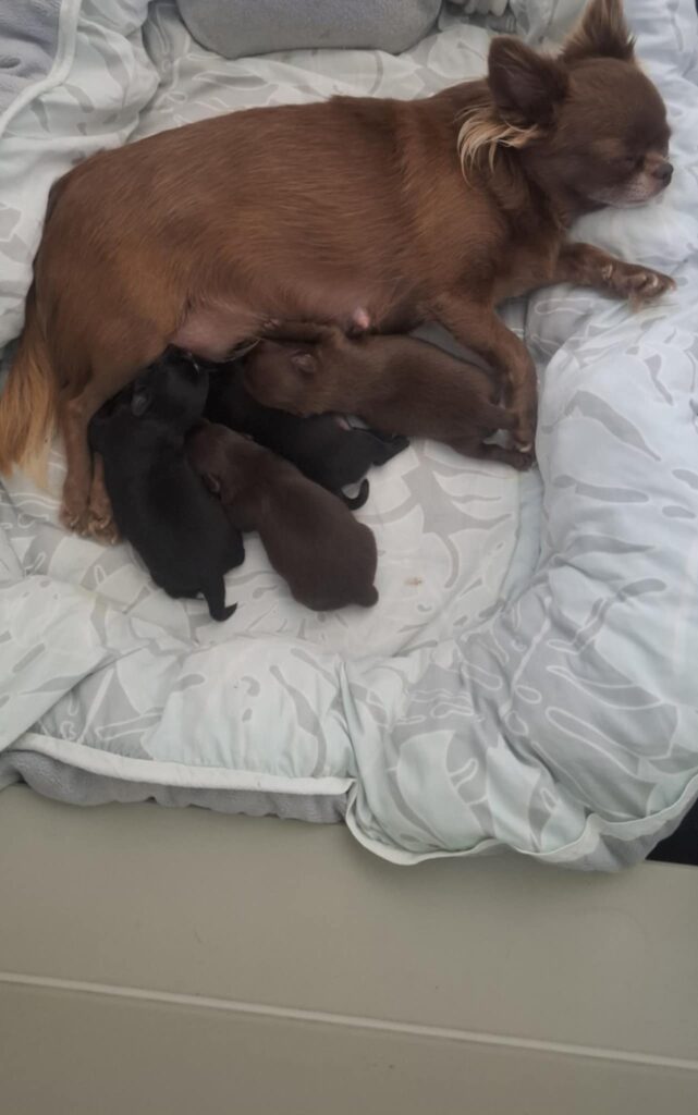 Dog nursing newborn puppies on cosy bed