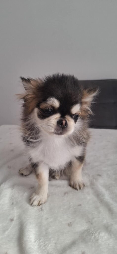 Small fluffy Chihuahua puppy on a soft blanket.