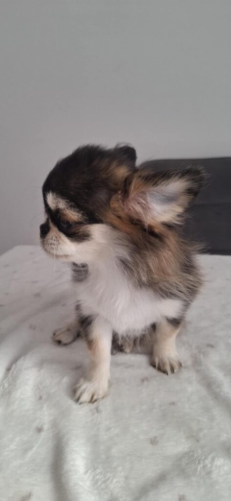 Kleiner Hund auf einer Decke.