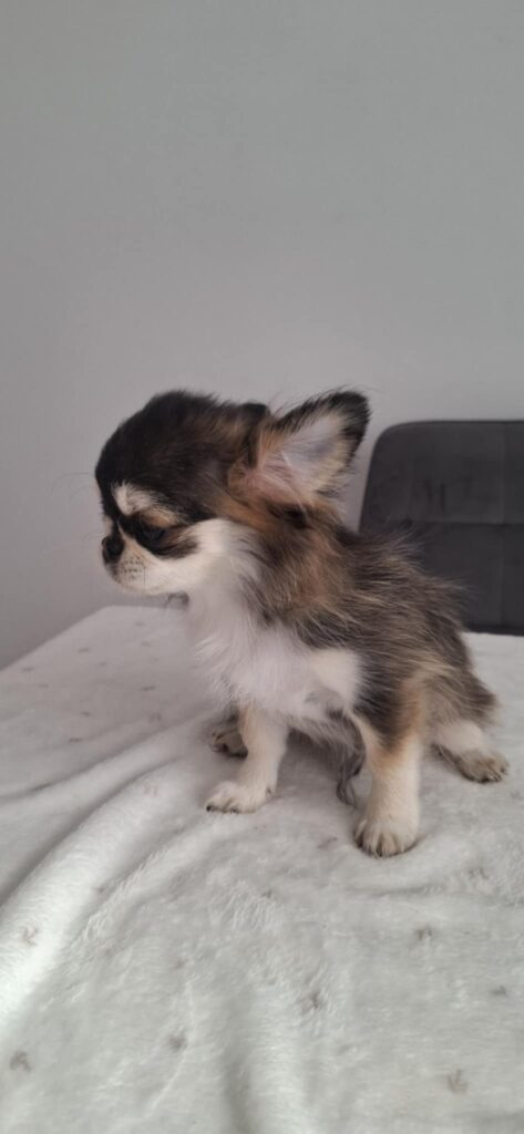 Kleiner Chihuahua-Welpe auf weicher Decke