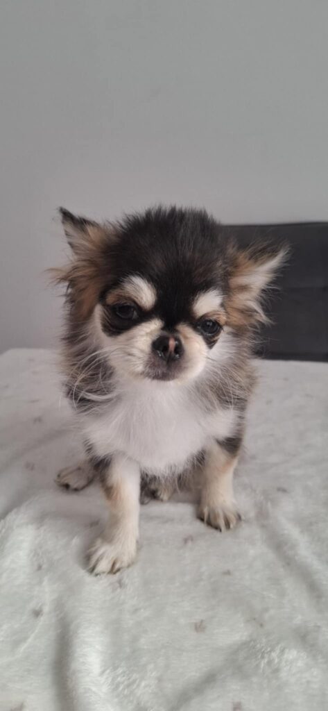 Kleiner Chihuahua-Welpe auf weißer Decke sitzend.