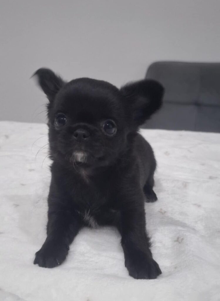 Schwarzes Chihuahua-Welpe auf weißem Bett liegend.