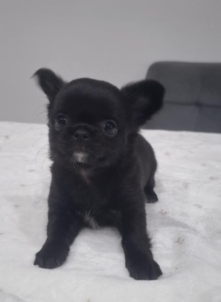 Roztomilé čierne šteňa na bielej deke.