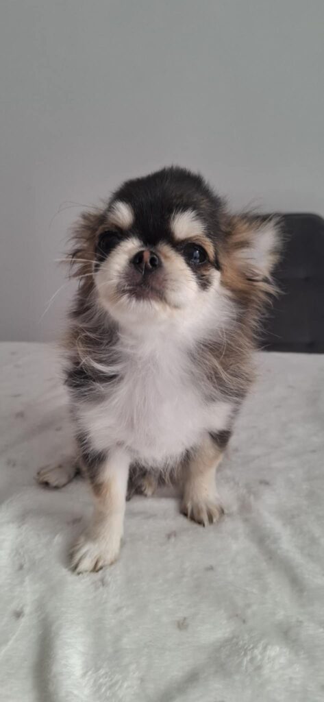 Adorable fluffy Chihuahua puppy on white blanket.