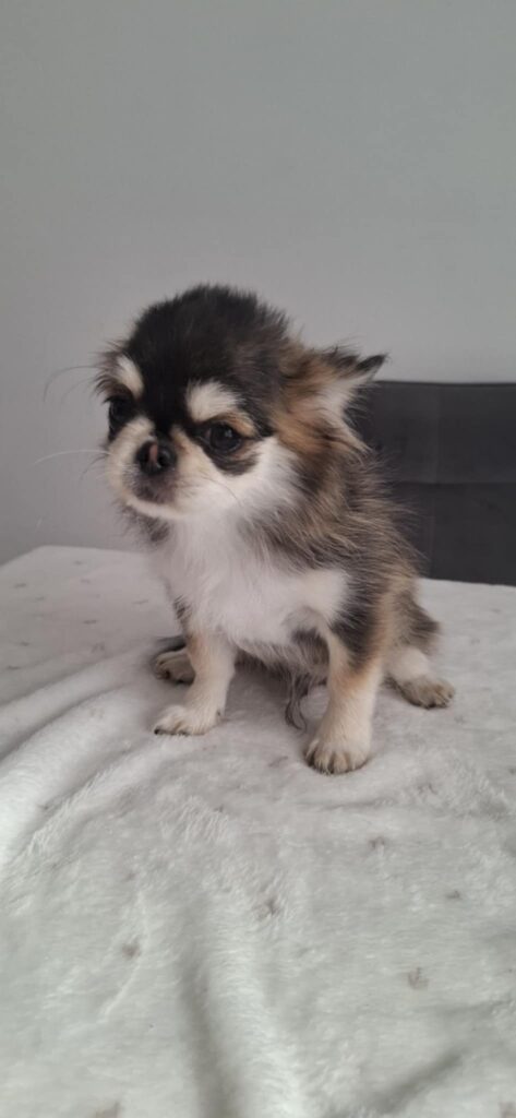 Kleiner Chihuahua-Welpe auf weißer Decke